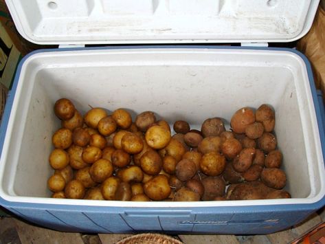 February potatoes stored Garden Potatoes, Storing Food Long Term, Preserving Vegetables, Potato Storage, Canning Kitchen, Storing Vegetables, How To Store Potatoes, Canning Food Preservation, Canned Food Storage