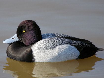 Lesser Scaup Lesser Scaup, Duck Mount, Duck Species, Ducks Unlimited, Duck Photo, Decoy Carving, Common Birds, Duck Hunting, Bird Watching