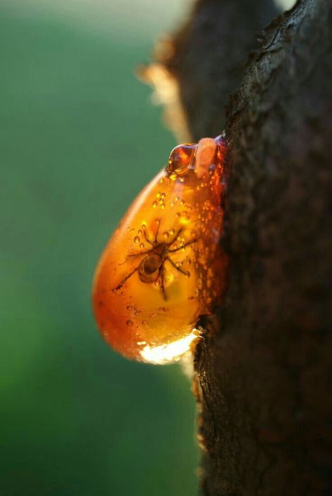 Amber Perfume, Amber Fragrance, Light Window, Write Poetry, Amber Fossils, Geology Rocks, Three Rivers, Beautiful Rocks, Rocks And Gems