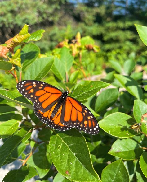 Landed Butterfly, Butterfly Aesthetic, Monarch Butterfly, Beautiful Butterflies, Art