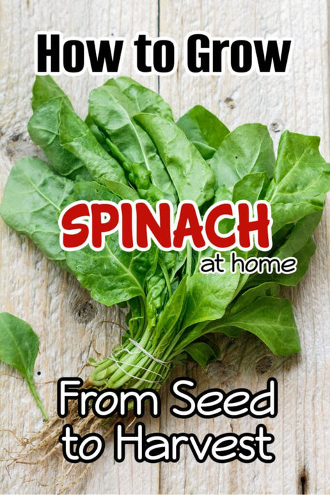 How to Grow Spinach At Home From Seed to Harvest

Learn how to successfully grow fresh and nutritious spinach at home. From seed planting to harvesting, get expert tips for a bountiful spinach crop.

https://dianfarmer.com/spinach-seed-to-harvest/
#gardentips #gardensofinstagram #pottedgarden #veggiegarden #mygarden #gardeningismytherapy #backyardgardening #gardenlife #urbangardening #plants #garden #greenthumb #gardenersofinstagram #organicgarden #urbangarden How To Grow Spinach, Grow Spinach, Malabar Spinach, Seed Planting, Growing Spinach, Spinach Seeds, Vegetable Garden For Beginners, Homestead Gardens, Veggie Wraps