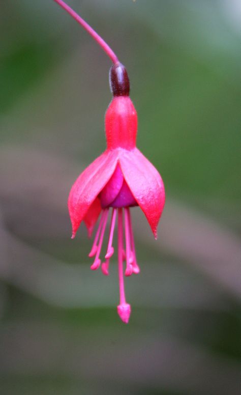 Pretty pink flower Taken on a Habitat  - Guayaquil, Ecuador Ecuador Flowers, Phone Lock, Mission Trip, Global Village, Habitat For Humanity, Missions Trip, Lock Screen, Pretty Pink, Pink Flower