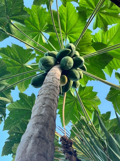 Papaya tree that bears so much fruits Papaya Aesthetic, Papaya Plant, Papaya Tree, Mango Tree, Aesthetic Flowers, Side Garden, Tree Photography, Mood Instagram, Tropical Fruits