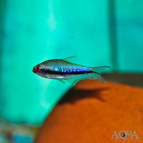 Rainbow Emperor Tetra (Nematobrycon lacortei) Rio San Juan, Tiger Fish, Neon Tetra, Fish Home, Freshwater Fish, Mid Size, Shades Of Red, The Rainbow, Fish Pet