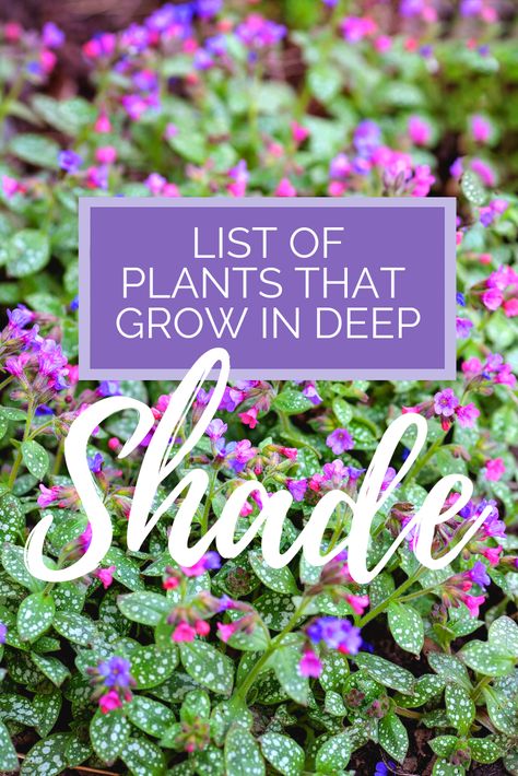 Skygge Planter, East Facing Garden, Shade Loving Shrubs, Shade Garden Design, Shade Tolerant Plants, Shade Loving Perennials, Shade Garden Plants, Container Gardening Flowers, Shade Flowers