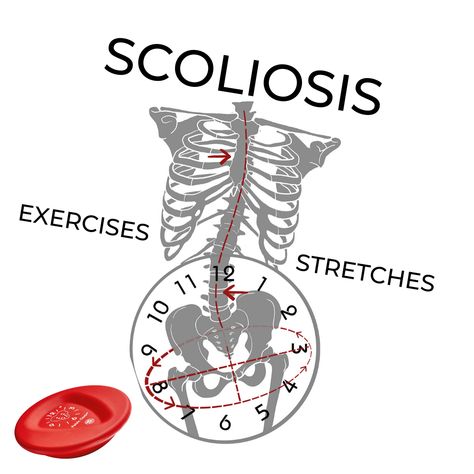 HOME EXERCISE FOR SCOLIOSIS CORRECTION — Pelvic Clock® Exercise Device Corrective Exercises, Human Muscle Anatomy, Vibration Plate, Pelvic Tilt, Muscle Anatomy, Home Exercise, Medical Anatomy, Best Cardio, Workout Regimen