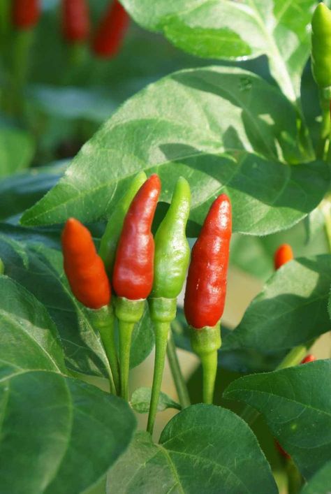 Thai pepper plant's fruit is valued worldwide for it hot, sweet flavor profile. Learn how to grow and care for the unique chile in your home garden. #vegetablegrowingguide #gardeningadvice #howtogrow #plantparenttips #thespruce Pepper Steak Recipes, Pepper Plant Care, Recipes Peppers, Bell Pepper Stuffed, Peppered Steak, Thai Peppers, Pepper Steak Recipe, Tabasco Pepper, Pepper Plant