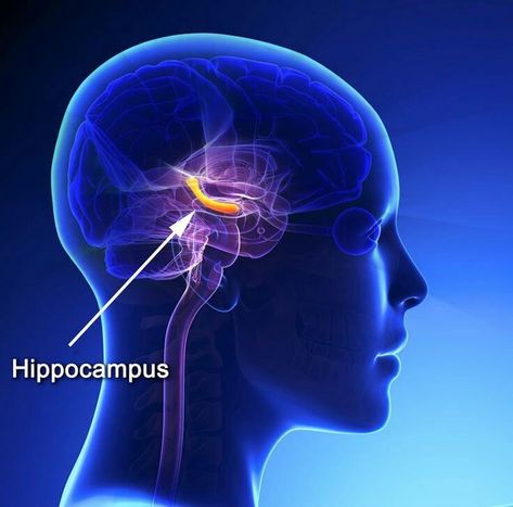 Hippocampus Brain, Phrenology Head, Brain Models, Meditation Posture, Brainwave Entrainment, Degenerative Disease, Brain Scan, Brain Science, Medical Studies