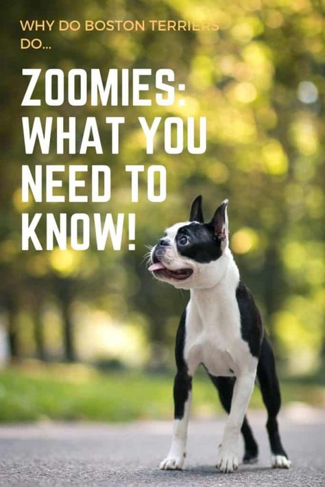 Dog Zoomies, Boston Terrier Accessories, Businesses Ideas, Puppy 101, Boston Terrier Lover, Baby Pugs, Dog Business, Boston Terrier Love, Black Lab Puppies