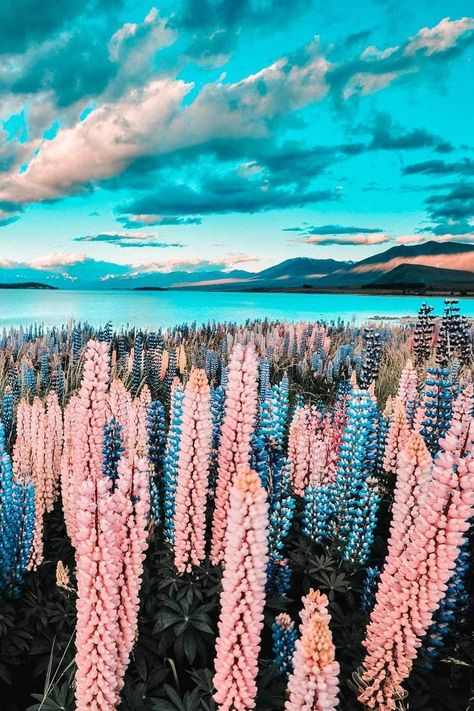 Lake Tekapo is one of the top beauties of New Zealand and definitely one of the top places to see in New Zealand before you die. Check out more of the best places to see in New Zealand on Avenlylanetravel.com #AVENYLANETRAVEL #AVENLYLANE #newzealand #travelinspiration #beautifulplaces #beautifuldestinations #traveldestinations #islands #traveltheworld #beautifulplaces The best place on this system. Beauty Tips And Tricks, Best Places To Visit, Tips And Tricks, Beauty Tips, New Zealand, Beauty Hacks, Places To Visit, Water, Beauty