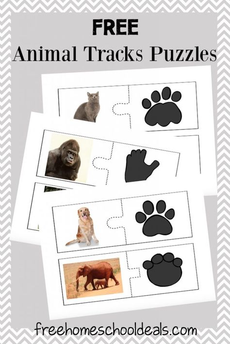 This is a post by Free Homeschool Deals contributor, Tara at Embark on the Journey.  My daughter loves animals of all kinds. For three years, we studied anima Thema Winter Im Kindergarten, Animal Footprints, Animal Tracks, Animal Activities, Free Homeschool, Preschool Science, Winter Animals, Preschool Printables, Camping Theme