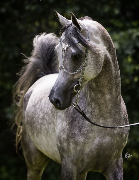 Siraj Ibn Mishaal LDA (US) 2010 Grey Straight Egyptian Arabian stallion. Description from pinterest.com. I searched for this on bing.com/images حصان عربي, Dapple Grey Horses, Egyptian Arabian Horses, Beautiful Arabian Horses, Most Beautiful Horses, Grey Horse, Most Beautiful Animals, Majestic Horse, All The Pretty Horses