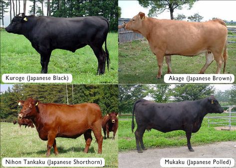 Learn more about #Japanese #Beef  in our article, "The World of #Wagyu: All You Need to Know"!  #Japanesefood #food #foodies #cuisine Wagyu Cattle, Wagyu Cow, Beef Cuts Chart, Japanese Wagyu, Gourmet Steak, Japanese Beef, Kobe Beef, Cattle Breeds, Farm Stuff