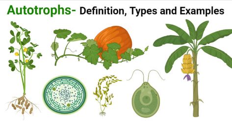 Autotrophs Definition Autotrophs are organisms that are capable of producing their own food by using various inorganic components like water, sunlight, air, and other chemical substances. Autotrophs are the source of all the organic compounds found on the planet that ... Read more The post Autotrophs- Definition, Types and 4 Examples appeared first on Microbe Notes. Microbiology Notes, Acetyl Coa, Trophic Level, Nitrogen Fixation, Carbon Cycle, Hydrogen Gas, Aquatic Ecosystem, Organic Compounds, Water Molecule