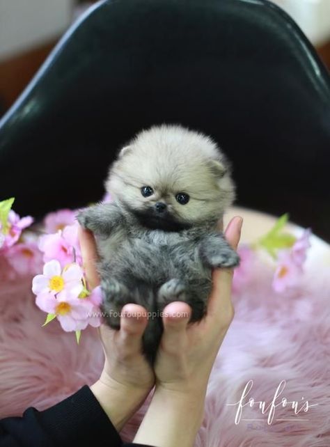 Mini Pomeranian Puppies, Teacup Pomeranian Full Grown, Pomeranian Full Grown, Puppy Teacup, Toy Pomeranian, Micro Teacup Puppies, Pomeranian Puppies For Sale, Pekingese Puppies, Baby Pets