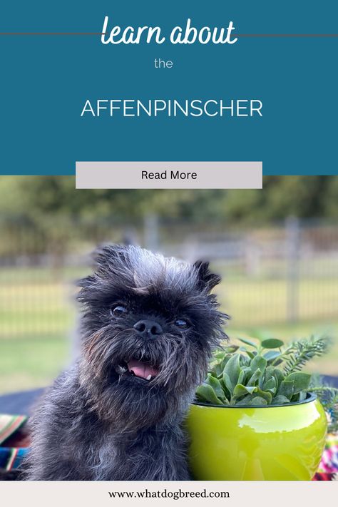 A lively Affenpinscher with an endearing mischievous expression Affenpinscher Dog, What Dogs, Small Breed, Dog Breed, Personalities, Dog Breeds, Diving, Dog Lovers, Blog Post