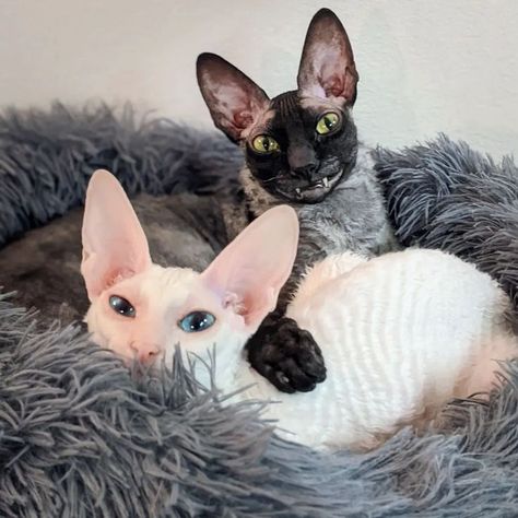 Pfp Funny Cat, Goofy Cat Pictures, Cat Pfp Funny, Funny Cat Pfp, Cornish Rex Cats, Cat Pictures Funny, Cats Goofy, Funny Cat Pics, Goofy Cat