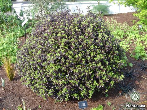 Pittosporum tenuifolium Tom Thumb - good evergreen shrub Pittosporum Tom Thumb, Pittosporum Tenuifolium, Pool Plants, Mock Orange, Tom Thumb, Evergreen Shrubs, North London, New Leaf, Front Garden