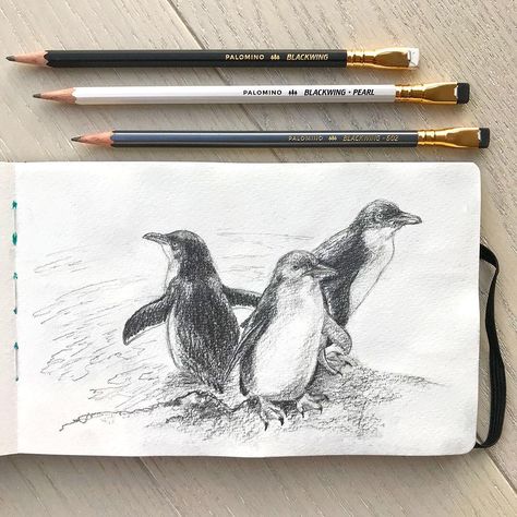 Cindy Lane on Instagram: “One of many Fairy penguin sketches from my research at Penguin Island. Drawn with 3 different grade pencils from @blackwing in a…” Fairy Penguin, Penguin Sketch, Penguin Island, Penguin Clipart, Penguin Illustration, Penguin Drawing, Bird Brain, Line Doodles, Pencil Drawings Of Animals