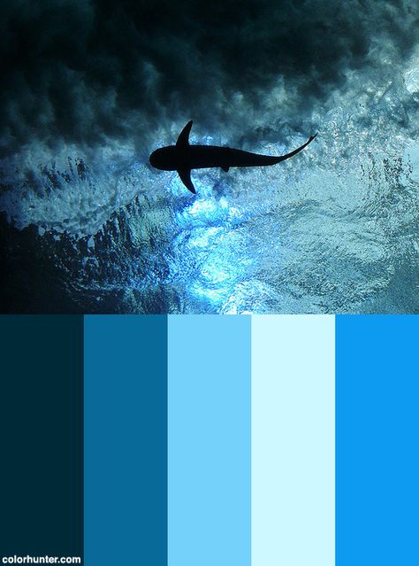 Shark+Bait+Color+Scheme Shark Color Palette, Dido Aesthetic, Shark Bait, Suit Ideas, Aesthetic Board, Ocean Colors, Fashion Designing, Visual Storytelling, Shark Week