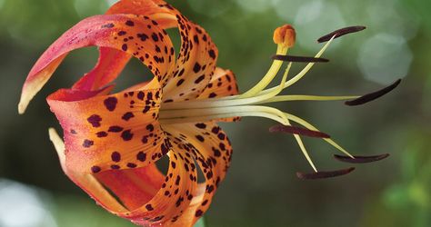 Carolina Lily: North Carolina’s State Flower | Our State Magazine North Carolina Garden, Carolina Lily, Greensboro North Carolina, Sleeves Ideas, Southern Comfort, Hip Tattoo, Flowers Nature, Shade Garden, Natural Food