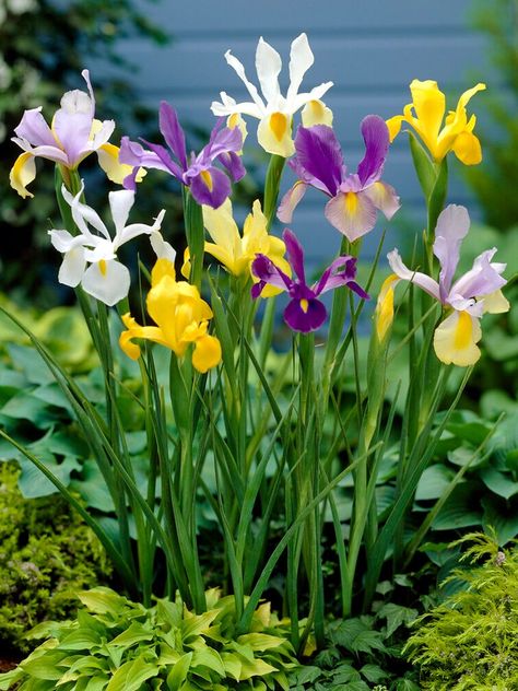 Autumn Planting, Bulbs Garden Design, Iris Flowers Garden, Iris Plant, Iris Bulbs, Coastal Plants, Deer Resistant Flowers, Dutch Iris, Fall Planting