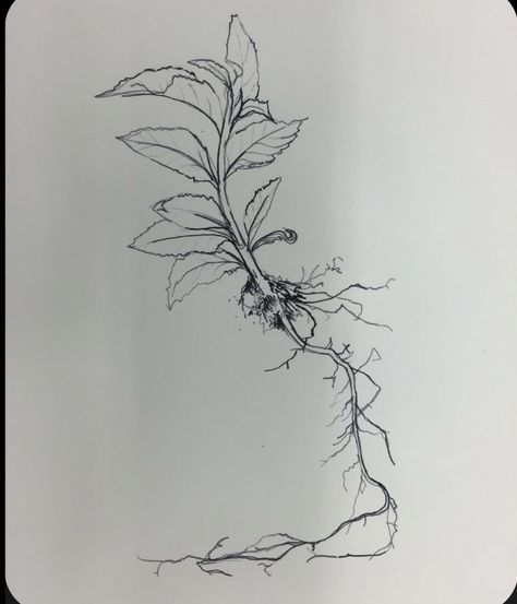 Plant And Root Tattoo, Plants With Roots Tattoo, Plant Tattoo With Roots, Flowers And Roots Tattoo, Plants With Roots Drawing, Roots Ankle Tattoo, Flower Tattoo With Roots, Flower Roots Drawing, Root Tatoos