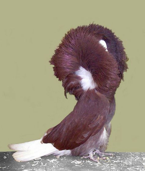 Red jacobin pigeon  ; and, I had this breed as well. R Jacobin Pigeon, Fantail Pigeon, Fancy Pigeons, Le Pigeon, Pigeon Pictures, Homing Pigeons, Pigeon Loft, Pigeon Breeds, Dove Pigeon