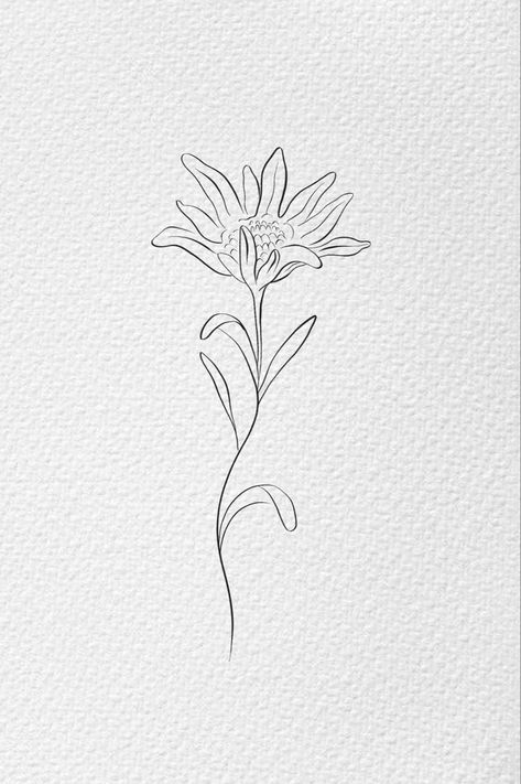 #lineart #botanical #botanicalillustration #flowerillustration #lineillustration #drawing  #edelweiss #edelweissillustration Fine Line Edelweiss Tattoo, Edelweiss Tattoo Minimalist, Edelweiss Tattoo Simple, Edelweiss Painting, Edelweiss Tattoo Small, Edelweiss Flower Tattoo, Grandad Tattoo, Flower Tattoo Simple, Edelweiss Tattoo