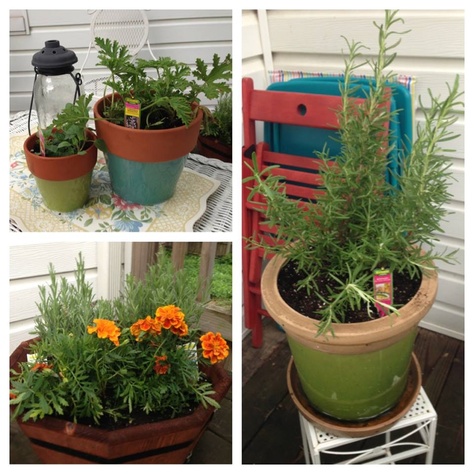 Mosquito Repelling plants on my deck! Lavender, marigolds, oregano, citronella, rosemary Mosquito Repelling Plants, Yard Design, Dream Backyard, Garden Crafts, Spring Garden, Lawn Garden, Green Living, Backyard Design, Plant Life