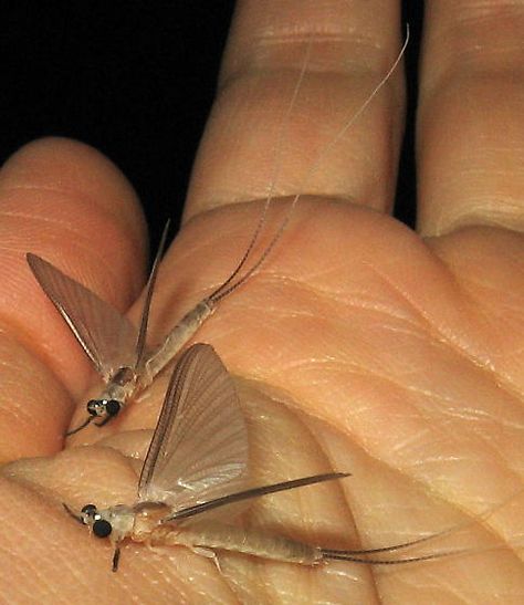 Ephoron leukon - male aka White fly. Note the two long tails. Aquatic Macroinvertebrates, Best Fishing Knot, Aquatic Insects, Susquehanna River, Mayfly, White Flies, Fish Food, River Bank, Trout Fishing