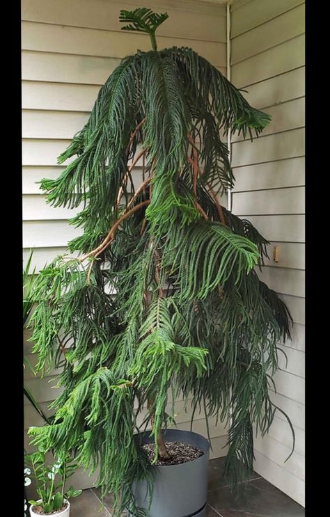 Patio Herb Garden, Tree Indoor, Summer Flowers Garden, Norfolk Pine, Plants Are Friends, Indoor Trees, Terrarium Plants, Room With Plants, Pretty Plants