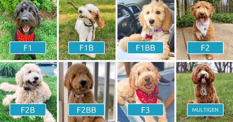 Goldendoodle Generations Explained (F1, F1B, F1BB, F2, F2B, F2BB, F3, Multigen) F1bb Goldendoodle Mini, Multigen Goldendoodle, F2 Goldendoodle, F2b Goldendoodle, F1bb Goldendoodle, F1 Goldendoodle, F1b Labradoodle, Breeding Business, Puppy Things