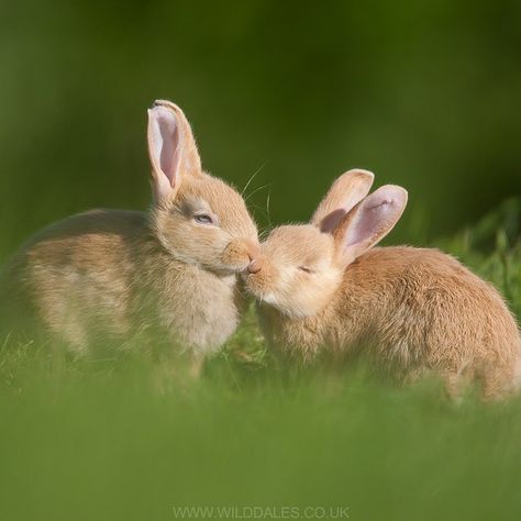 Two wild golden rabbits for #ValentinesDay @simon.phillpotts #love #kissing #bunnies #Instagood #Wildlife #Wild #AnimalPortrait #Canon #wildlifephotography Bunnies Kissing, Fluffy Bunnies, Young Rabbit, Rabbit Drawing, Baby Kiss, Cute Bunny Pictures, Wild Rabbit, Bunny Mom, Bunny Pictures