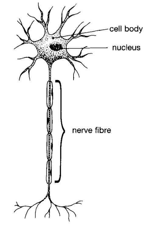 Ms Nerve Tattoo, Nerve Cell Tattoo, Nerve Cell Drawing, Nerve Cell Diagram, Nerve Tattoo, Neuro Tattoo, Neuron Tattoo, Human Systems, Nerve Anatomy