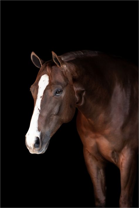 Equine Photography Black Background, Horse Photo Black Background, Horse Black Background Photography, Horse Face Photography, Horse Head Photography, Liver Chestnut Horse, Horse Art Photography, Horse Black Background, Horse Portrait Photography