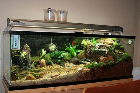 this one is suuper cool Half Aquarium Half Terrarium, Spotted Turtle Tank, Semi Aquatic Terrarium, Crab Terrarium, Turtle Tank Setup, Turtle Terrarium, Terrarium Design, Frog Habitat, Frog Terrarium