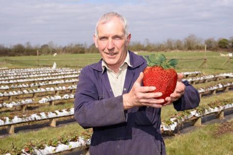 Giant strawberry anyone? Giant Strawberry, Tiny White Flowers, Fools Day, Giant Food, Strawberry Plants, Green Fruit, Size Matters, When You See It, The Himalayas