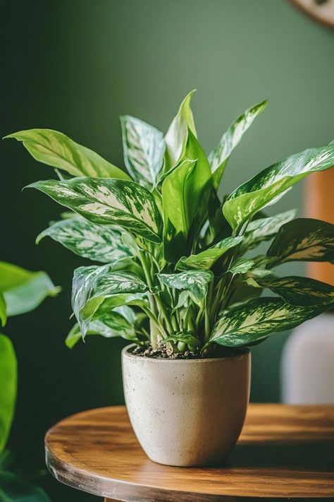 Chinese Evergreen (Aglaonema) is a beautiful and resilient choice for any indoor space! 🌿🏡 Known for its stunning, variegated leaves and easy-care nature, this plant is a delightful blend of vibrant colors and durability. Perfect for adding a touch of lush greenery and elegance, Chinese Evergreen thrives in various conditions and enhances any room. Indulge in this timeless botanical favorite today! 🌱✨ #ChineseEvergreen #Houseplants #IndoorGarden #GreenLiving Chinese Evergreen Plant, Plant Jungle, Plant Vegetables, Tropical Food, Green Ideas, Chinese Evergreen, Space Ideas, Pretty Plants, Lush Greenery