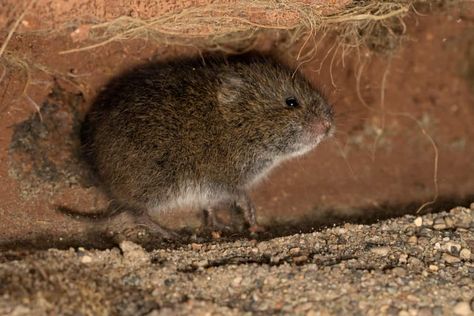 How To Get Rid Of Voles, Voles In Yard Get Rid Of, Mole Repellent, Getting Rid Of Rats, Rat Poison, Getting Rid Of Mice, Animal Traps, Mouse Traps, Easy Landscaping