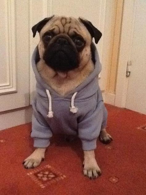 It's getting chilly outside! Puggle Puppies, Pug Clothes, Pugs In Costume, Dogs In Clothes, Cute Pug Pictures, Old Pug, Baby Pugs, Pugs And Kisses, Pug Pictures