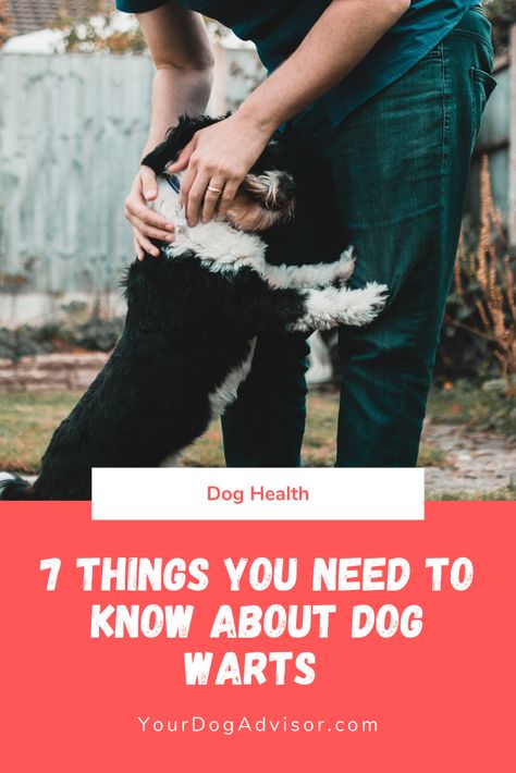 7 Things You Need To Know About Dog Warts Dog Warts, What Causes Warts, Beauty Without Makeup, Get Rid Of Warts, Skin Tags, Hygiene Routine, Cleanse Your Body, Dog Eyes, Mom Bloggers