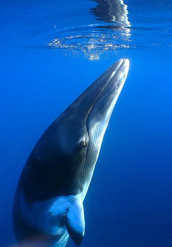 Minke Whale Minke Whale, Sea Mammal, A Dolphin, Water Animals, Underwater Life, Water Life, Marine Mammals, Narwhal, Ocean Creatures