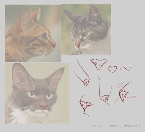 Cat Paws Drawing Reference, Dynamic Cat Poses Drawing, Cat Head Reference, Cats Anatomy, Cat References, Cat Drawing Tutorial, Cats Art Drawing, Cat Nose, Cat Anatomy