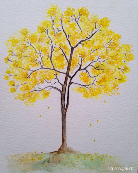 Copyright by Adriana Galindo - Ipê-amarelo, brazilian tree, n.11, aquarela watercolor 21 x 15cm. #40treesproject natureza nature drigalindo1@gmail.com Tree Sketches, Watercolor Projects, Simple Acrylic Paintings, Watercolor Art Lessons, Watercolor Trees, Tree Drawing, Easy Watercolor, Zentangle Art, Tree Painting