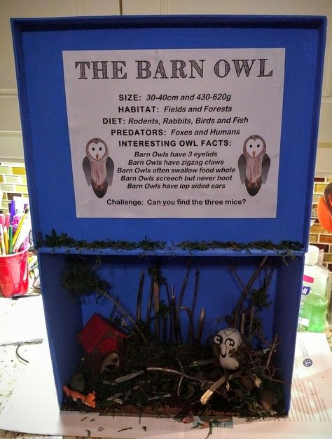 Barn Owl Diorama Owl Diorama, Owl Habitat, Owl Facts, Habitats Projects, Nature School, Novel Study, Facts For Kids, Kids Projects, Snowy Owl