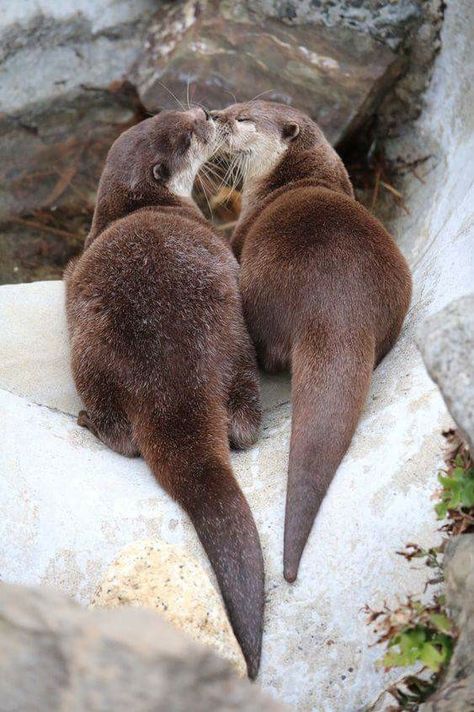 Two Otters, Animals Kissing, Otters Cute, Otter Love, Baby Otters, Sweet Animals, Animal Planet, Animal Photo, Cute Little Animals