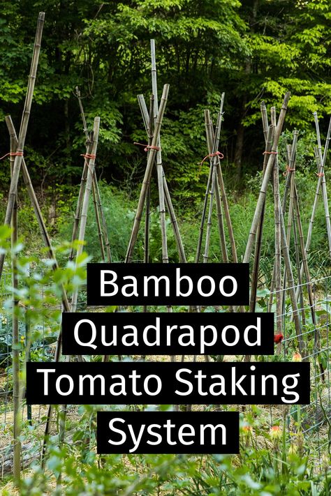 Bamboo "quadrapod" tomato staking method at Wild Abundance. Use one tall (8’+ for indeterminate varieties), strong wooden stake (2″x2″) or one piece of stout bamboo for each plant.  Bury the end of the stake deep enough into the soil so that it is stable.  Use string or twine to tie the tomato plants to the stake.  Prune off any suckers and maintain one central leader or “trunk” for this method to work.  Click for more about tomato trellis approaches and how to pick what's right for your garden. Bamboo Stakes Garden, How To Stake Tomato Plants, Tomato Staking, Staking Tomatoes, Staking Tomato Plants, Trellis Tomatoes, Tomato Stakes, Growing Green Beans, Wooden Stake