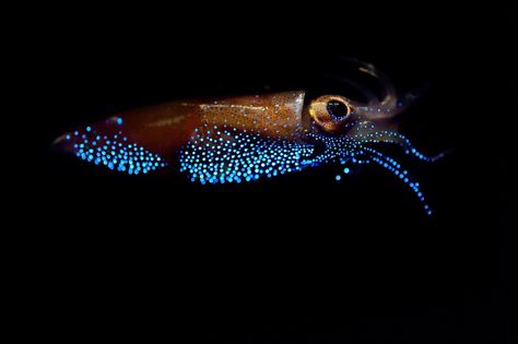 Top 10 Amazing Bioluminescent Organisms - Toptenz.net Bioluminescent Animals, Firefly Squid, Deep Sea Squid, Blind Owl, Leopard Moth, Deep Sea Life, Deep Sea Creatures, Pike Fishing, Marine Animals