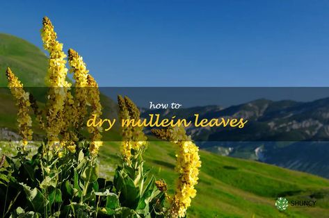 Drying Mullein Leaves, Harvesting Mullein Leaves, How To Dry Mullein Leaves, Benefits Of Mullein, Tincture Benefits, Tincture Recipes, Medicinal Herbs Remedies, Mullein Tea, Herbs Remedies